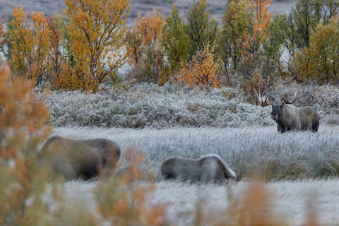 After a few minutes have passed, the moose calf joins the mother, the moose shoveler (Alces alces)