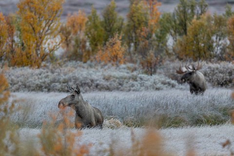A wonderful nature experience awaits me this morning, when I arrive at my destination, a moose