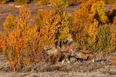 The bull moose (Alces alces) has only briefly tested the young female's readiness to mate, autumn,
