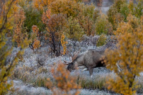 The bull moose (Alces alces) follows the female into the dense and barely visible vegetation,