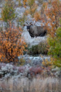 I've been photographing this bull moose (Alces alces) for 20 minutes and I'm happy about the