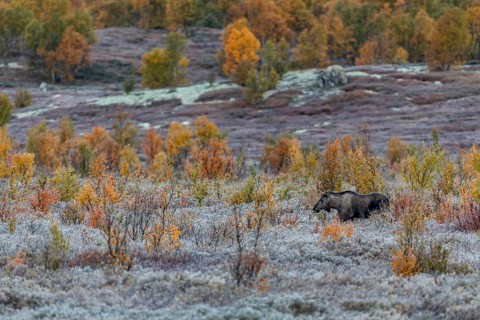 A young bull moose (Alces alces) walks through a swamp area with fantastic autumn colours,