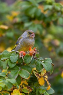 A male greenfinch (Chloris chloris) eating the seeds of the potato rose (Rosa rugosa), Helgoland,