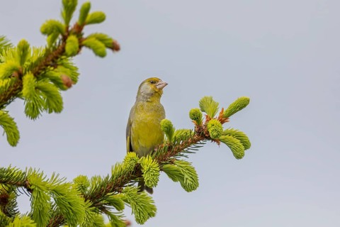 The green plumage of the greenfinch (Chloris chloris) provides excellent camouflage when perched on