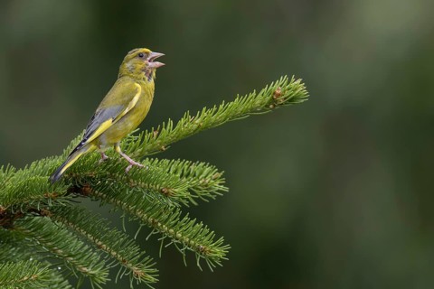 With its territorial song, the male greenfinch (Chloris chloris) signals to conspecifics that this
