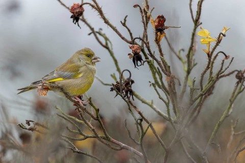 A male greenfinch (Chloris chloris) eating the seeds of the potato rose (Rosa rugosa), Rabatte,