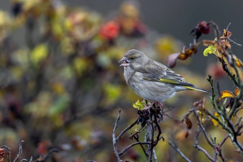 The seeds of the potato rose (Rosa rugosa) are an important food source for many finches, here a