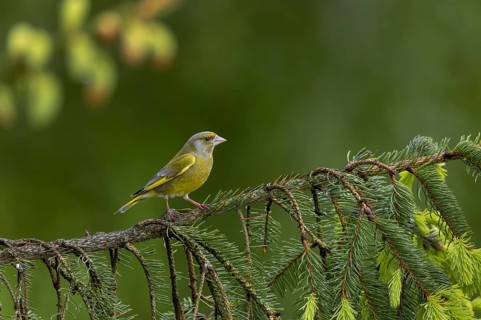 The greenfinch (Chloris chloris) looks very dainty for a finch, the strong beak in comparison to