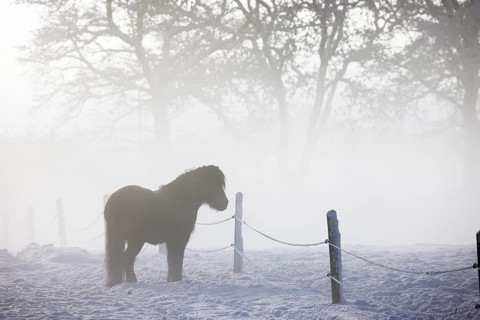 Icelandic horse (Equus islandicus) standing in winter in the fog on a meadow covered with snow,