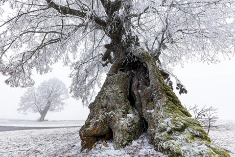 A distinctive linden tree with hoarfrost in the Swabian Jura. The Lindele natural monument in