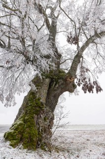 A distinctive linden tree with hoarfrost in the Swabian Jura. The Lindele natural monument in