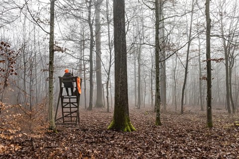 Driven hunting in Schönbuch. In autumn, hunters go hunting for wild boar and deer. Drivers in