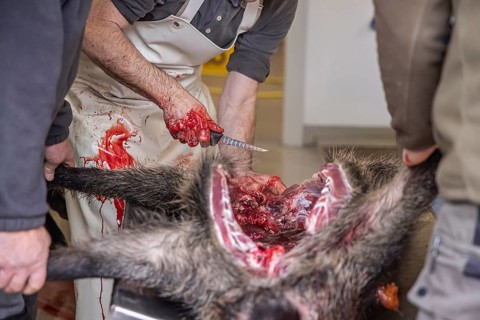 Driven hunting in Schönbuch. In autumn, hunters go hunting for wild boar and deer. After the hunt