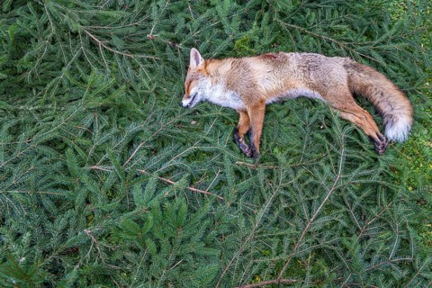 A fox killed during a driven hunt lies on pine twigs. Böblingen, Baden-Württemberg, Germany