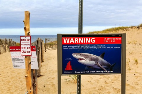 Information board, signs warning of white sharks, safety, emergency call, coastline, Provincetown,