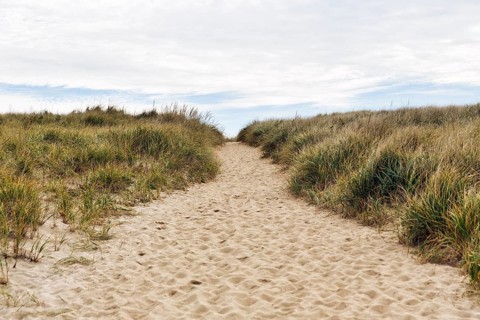 Sand path through dunes with tall grass, natural coastal landscape, Provincetown, Race Point Beach,