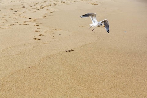 Seagull (larus) with food in its beak, flying over the sandy beach, Provincetown, Race Point Beach,