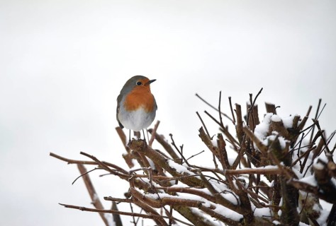 Robin (Erithacus rubecula) in a hedge in winter, Schleswig-Holstein, Germany