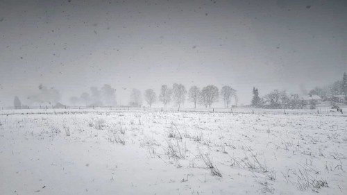 Snow-covered field with a row of trees in fog, Siegen