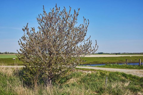 Bird cherry (Prunus avium), free-standing tree, blossoms, agricultural land, fields, meadows,