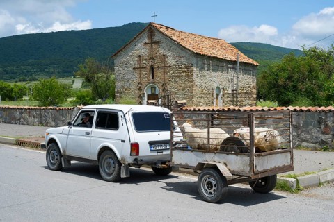 A white car pulls a trailer with sheep in front of an old chapel in a rural area, Zaridzeebi,