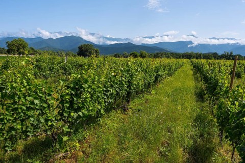 An extensive vineyard with green vegetation and a mountain backdrop under a blue sky with clouds,