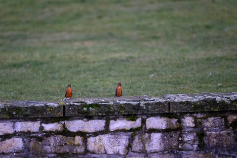 Two kingfishers (Alcedo atthis) mating on a stone wall, surrounded by green lawn, Paderquellgebiet,