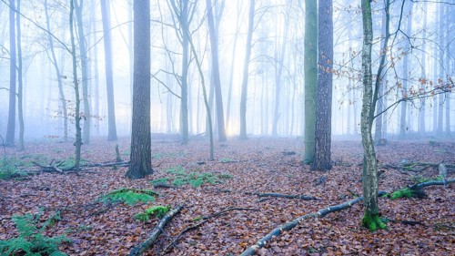 Mystical forest in fog with leaves and fern leaves on the ground, A foggy, quiet forest with