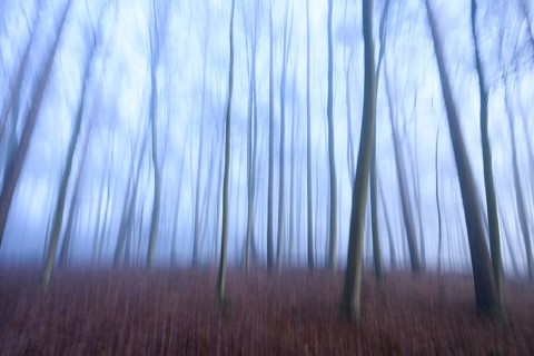 Blurred forest with bluish fog and bare trees, mystical atmosphere, abstract depiction of a forest