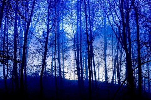 A foggy forest at night with blue lighting and gloomy atmosphere, A mystical forest in blue