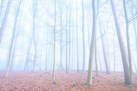Mystical foggy forest with tall trees and autumn leaves, calming woodland with foggy, bare trees,