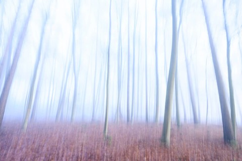 Abstract depiction of a forest in shimmering blue colors, blurred silhouettes of trees create an