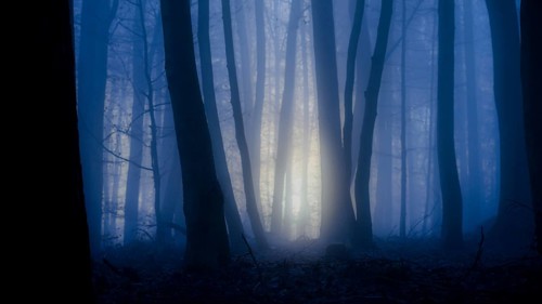 Dark forest with blue fog and rays of light through the trees, mysterious, A mystical forest at