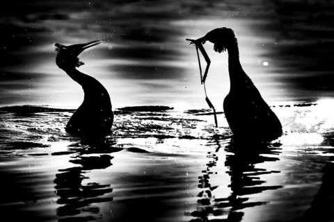Two great crested grebes (Podiceps Scalloped ribbonfish) during courtship Penguin dance handing