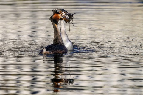 A mating pair of great crested grebes (Podiceps Scalloped ribbonfish) swimming close together in