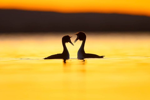 Two great crested grebes (Podiceps Scalloped ribbonfish) in the water at sunset, their silhouettes