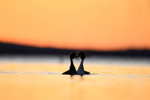 Two great crested grebes (Podiceps scalloped ribbonfish) form a heart-shaped silhouette at sunset