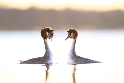 Two great crested grebes (Podiceps Scalloped ribbonfish) in the evening light on the water.