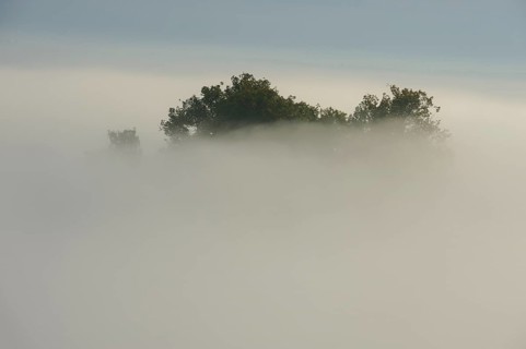Treetop rising through early fog low-lying clouds in low mountain ranges, Germany