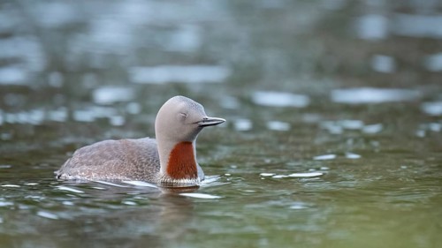 A tired red-throated diver (Gavia stellata) swims calmly with closed eyes in the water with a clear