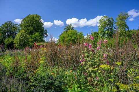 A picturesque garden with flowers and a rural house in the background, the colorful cottage garden
