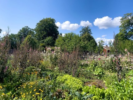 The colorful cottage garden vegetable garden of the famous botanist and taxonomist Carl von Linne