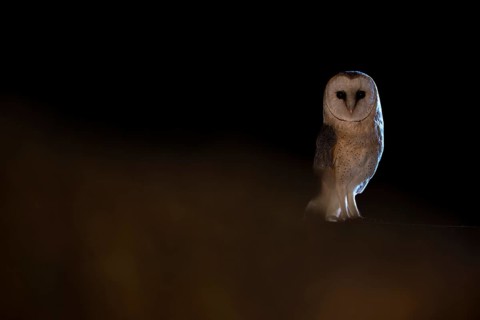 A barn owl (Tyto alba) sits in a dark environment and radiates a mysterious atmosphere, East
