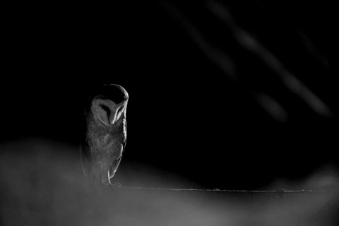 A barn owl (Tyto alba) In the shade, surrounded by darkness. Mystical atmosphere in black and