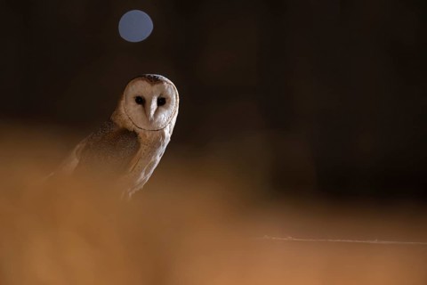 A barn owl (Tyto alba) appears in the middle of the darkness with a circle of light in the