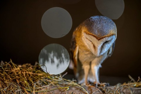 A barn owl (Tyto alba) stands with its head lowered on a bed of straw, accompanied by soft bokeh