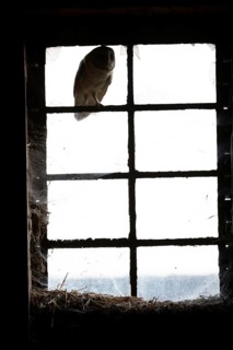 A Common barn owl (Tyto alba) l sits shadowy and mysterious in an old window Stable window with