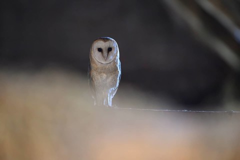 A barn owl (Tyto alba) sits quietly in the darkness and radiates peace and mysticism, East