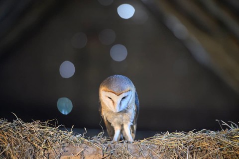 A barn owl (Tyto alba) In the shade, surrounded by darkness, hunting for mice with focussed