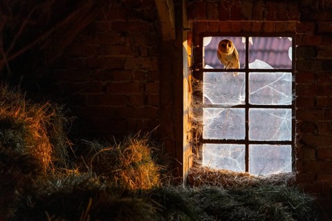 A barn owl (Tyto alba) sits in an old barn window with broken glass panes in the loft of an old